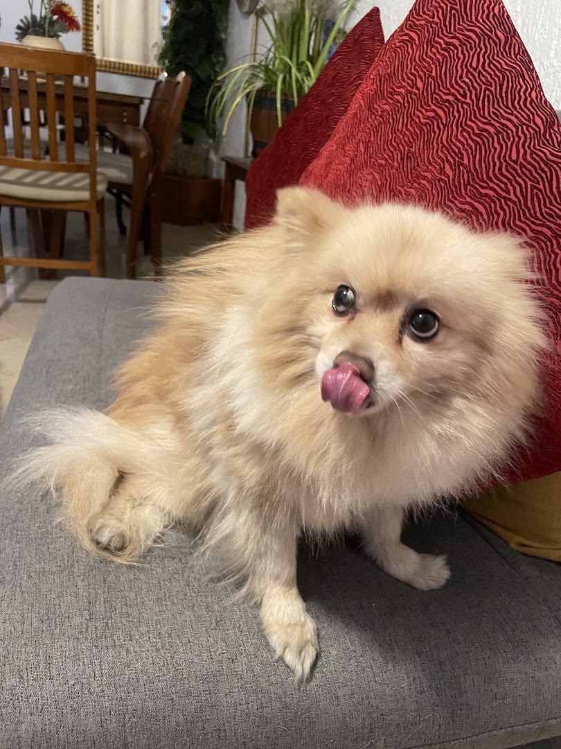 Perrito recién bañado en Oh My Guau