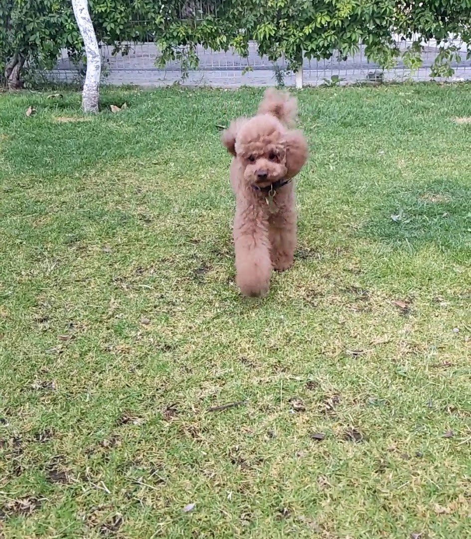 Perrito atendido en Oh My Guau