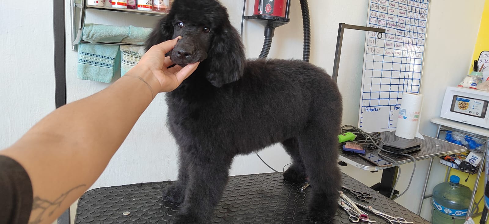Perrito atendido en Oh My Guau